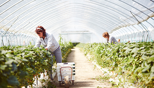 Two women tending to their crop in an enclosure